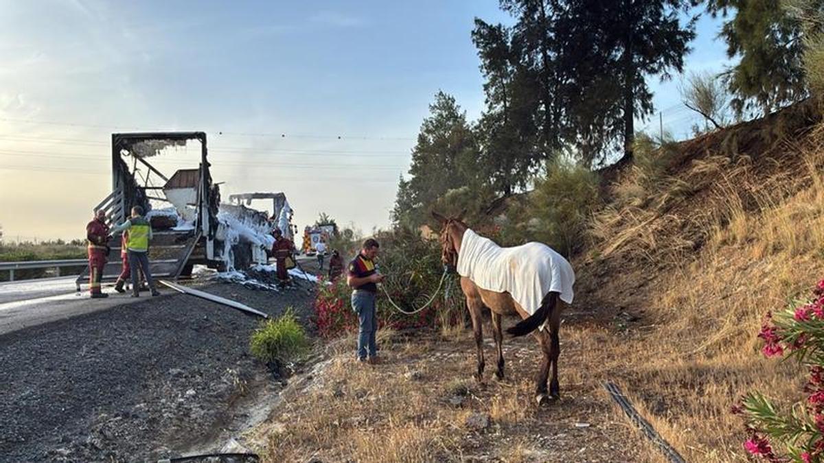 Mueren 8 mulos en el incendio de un camión de transporte de animales en Almonte (Huelva)