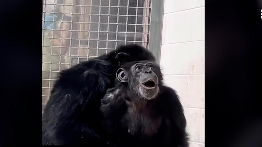 La alegría de Vainilla, una chimpancé, al ver por primera vez la luz del sol