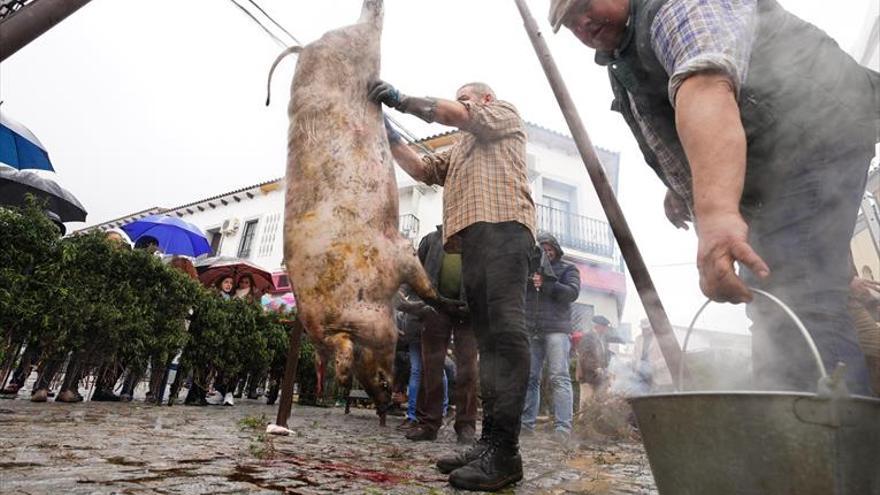 Alcaracejos, tiempo de matanza