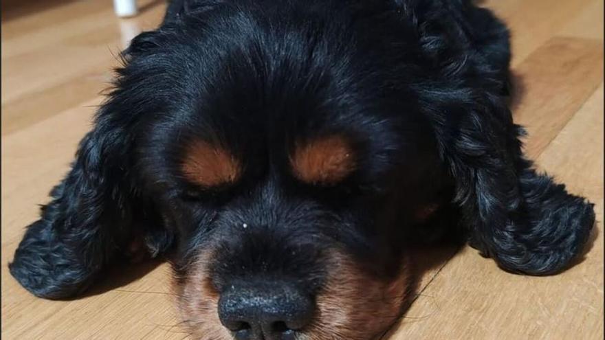 La base taronja Cristina Ouviña pide ayuda en redes sociales para identificar al dueño de un perro que atacó a su mascota