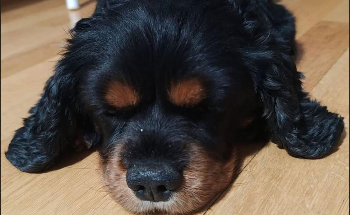 Daffy, el perro de Cristina Ouviña tras sufrir el ataque