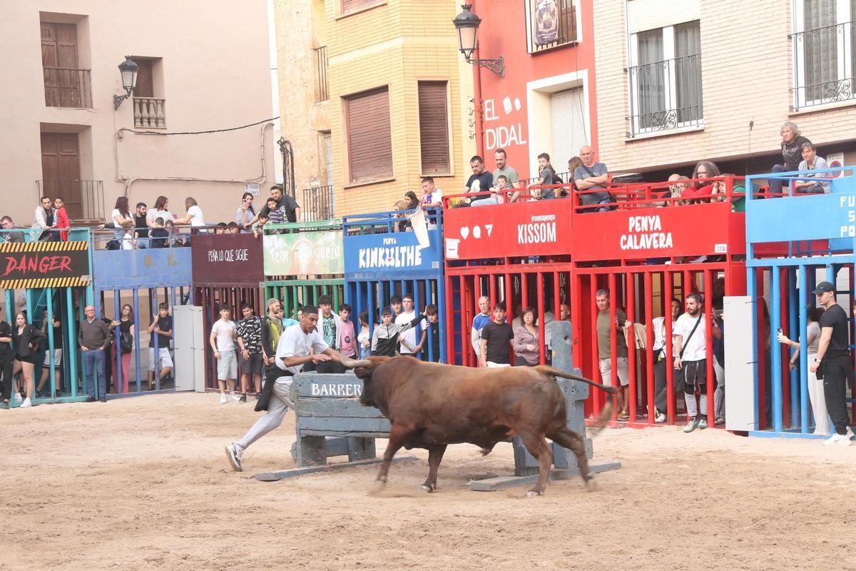 L’Alcora arranca su Pascua Taurina con ‘bous al carrer’.