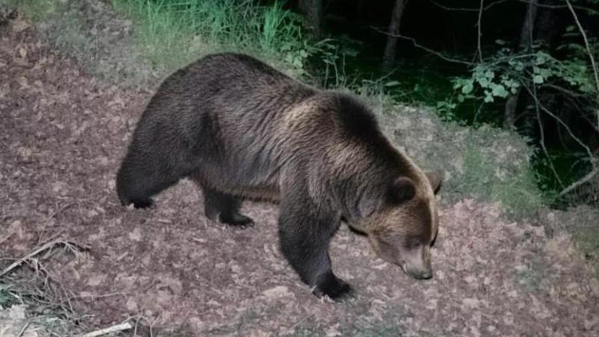 Uno de los osos.