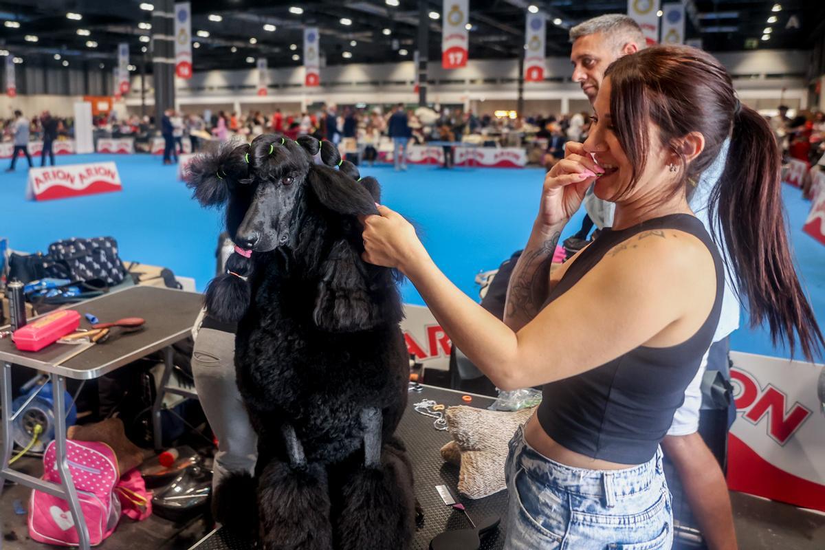 Mad Dog Show: fiebre por los perros en Madrid