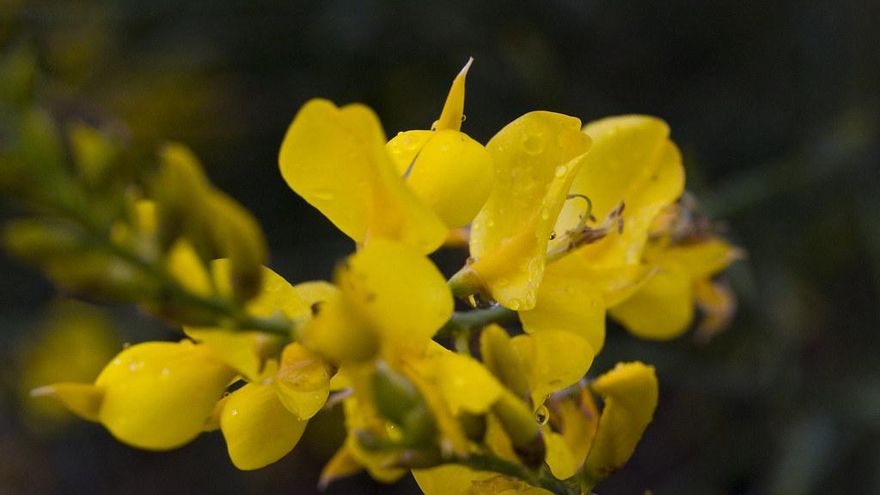 La flor de la ginesta