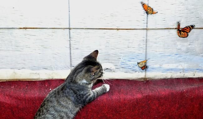 MARIPOSAS GRANJA