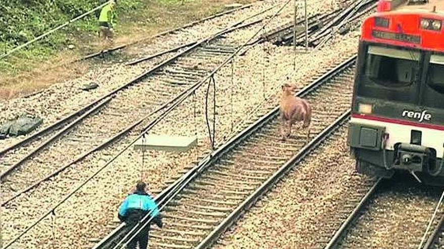 Una de las vacas que se habían escapado del matadero, seguida de cerca por un agente de la Policía.