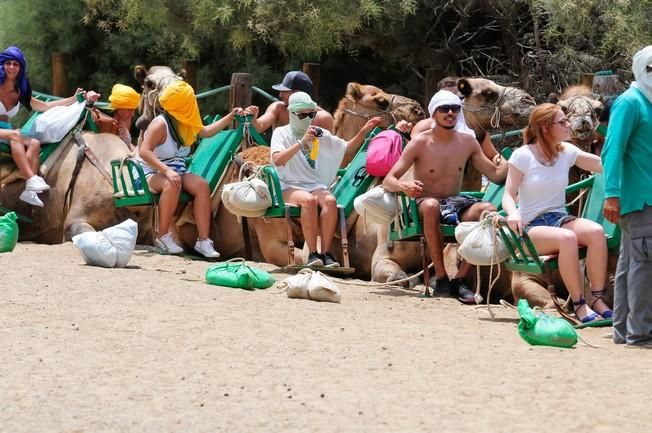 Reportaje excursiones con camellos en las Dunas ...