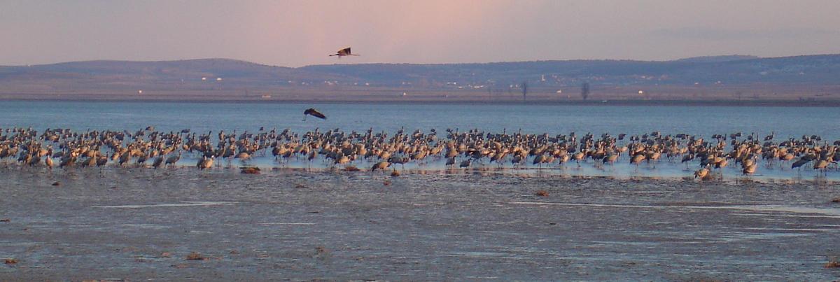 Laguna de Gallocanta