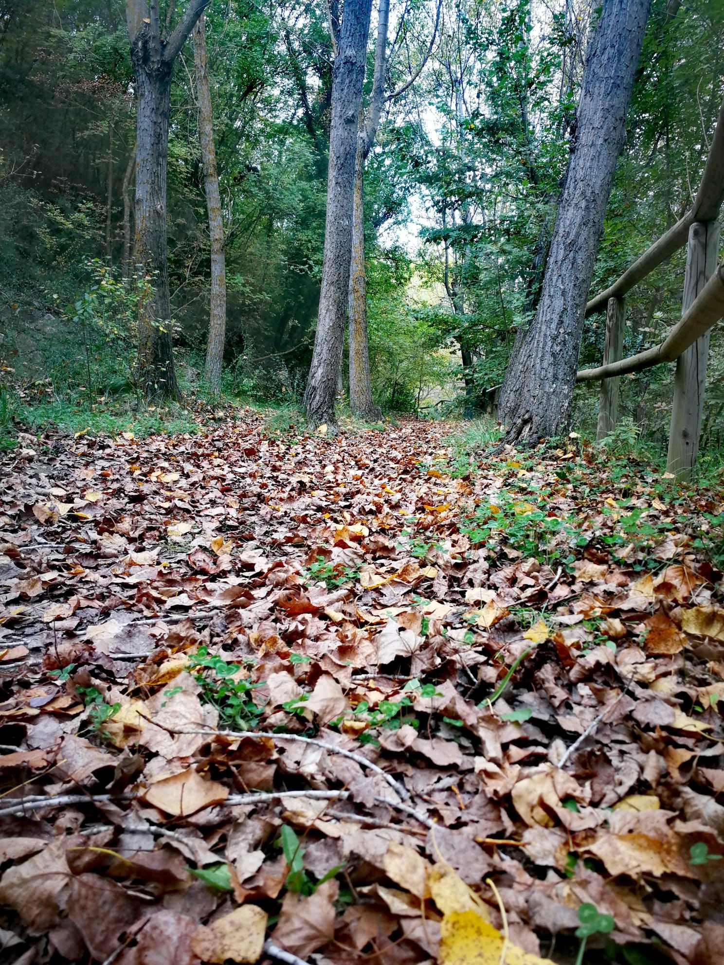 La ruta de senderismo de Banyeres es una de las más bonitas de la provincia durante el otoño.