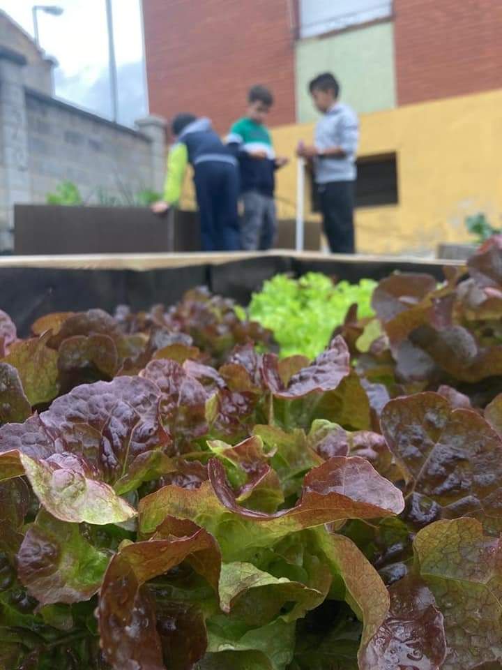 El Cotayo se vuelca con su cultivo ecológico: así trabajan los huertos en el colegio de Siero