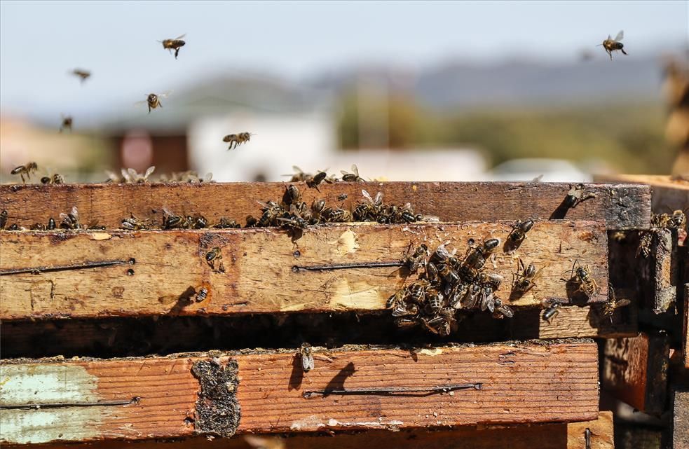 Apicultura: Fuenlabrada de los Montes