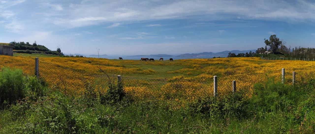 Vista del antiguo vertedero de O Zondal, en proceso de recuperación ambiental.