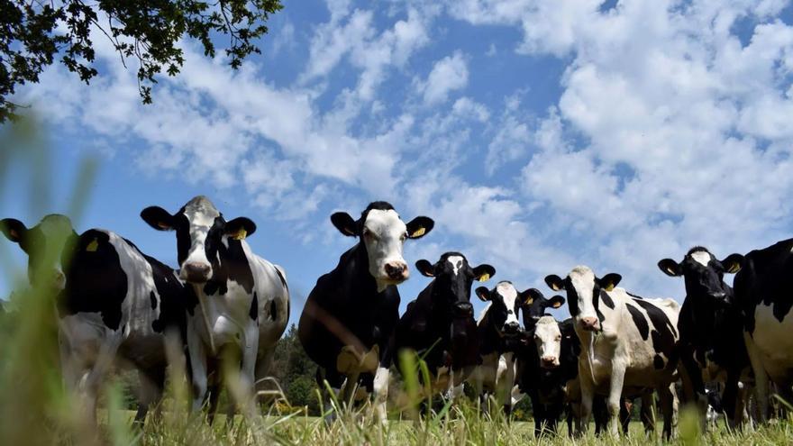 Los productos de la ganadería y la agricultura ecológica siguen creciendo en España / craega