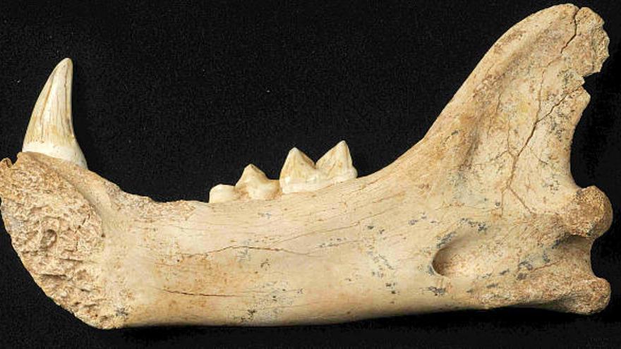 Los codirectores de los yacimientos de Atapuerca han presentado hoy el balance de la campaña de excavaciones que está a punto de concluir. En la foto mandíbula de león hallada en el yacimiento de Covacha de los Zarpazos.