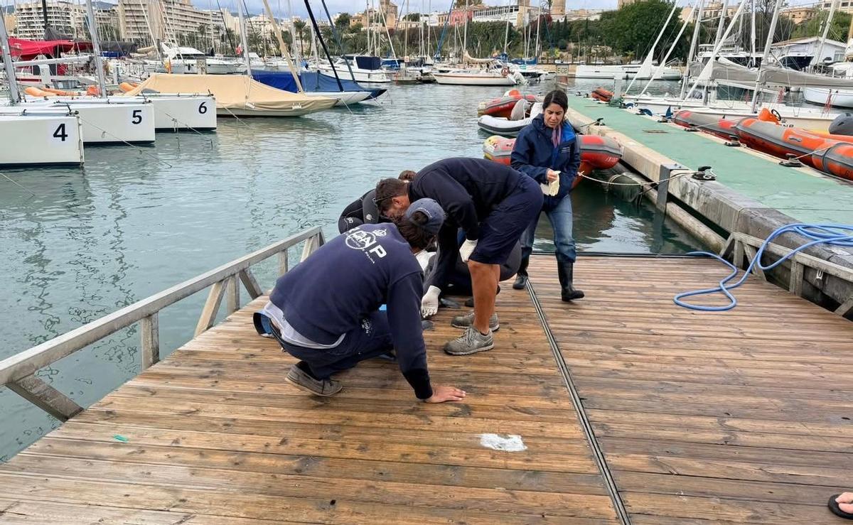 Hallan un delfín muerto cerca del puerto de Plama