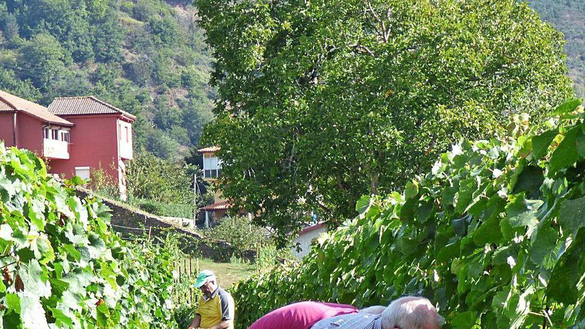 Vendimiadores en un viñedo de Corias durante la reciente cosecha.