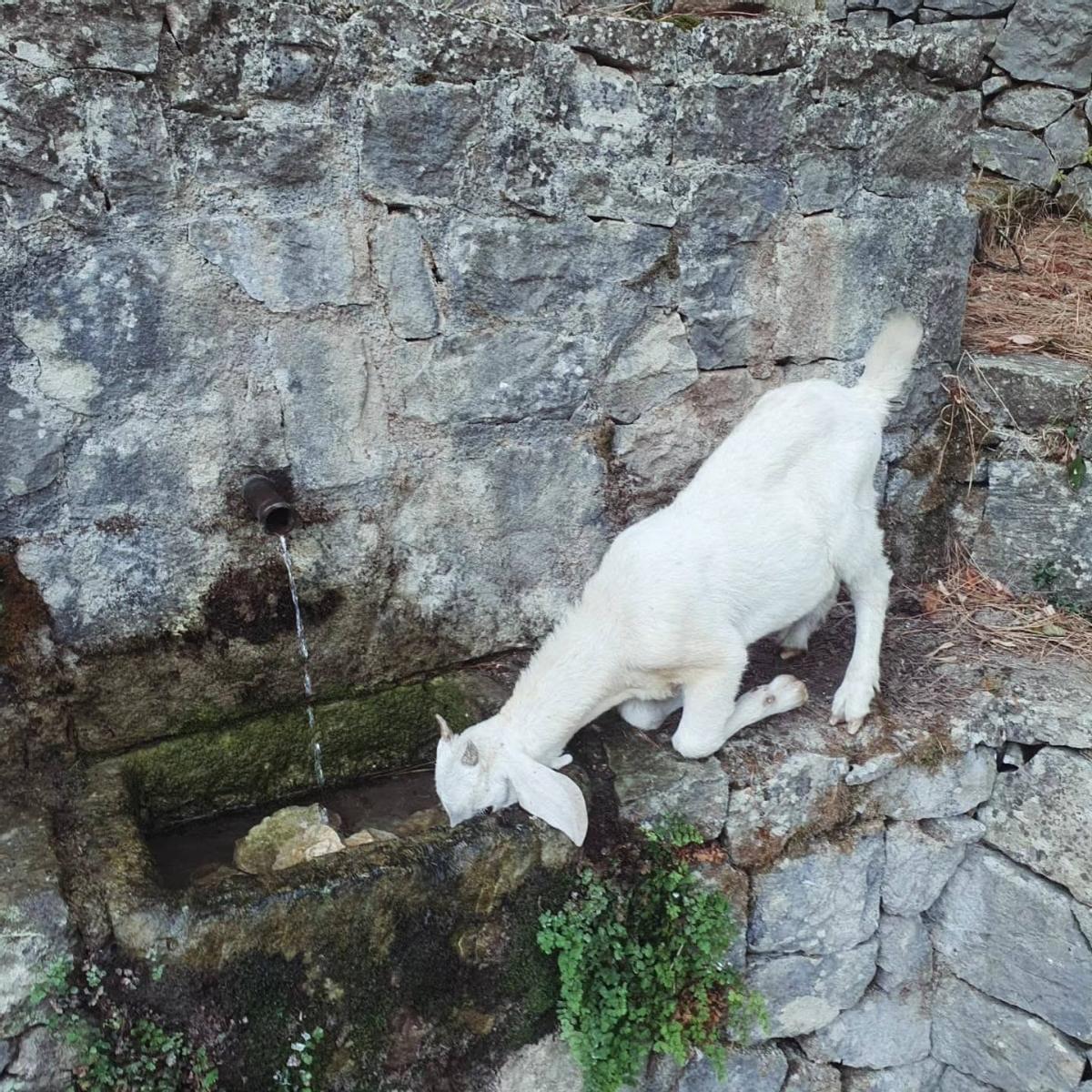 Una cabra abreva en la fuente