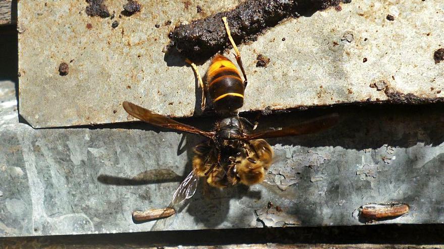 Una vespa asiàtica ataca una abella en una arna situada a la serra de Cardó, a les Terres de l&#039;Ebre