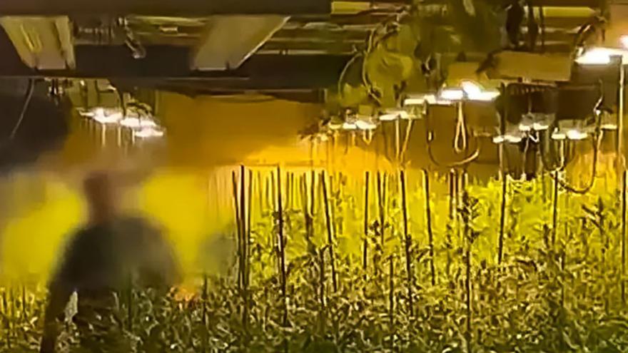 Agents dels Mossos en una plantació de marihuana descoberta en un local de l’Eixample, a Barcelona. | MOSSOS D’ESQUADRA