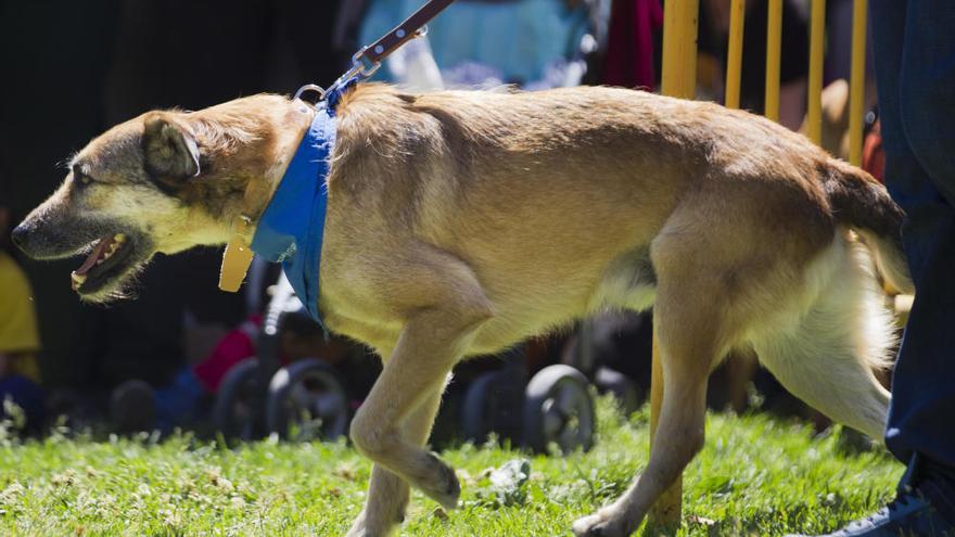 Perros y gatos buscan casa en la Feria de Bienestar Animal