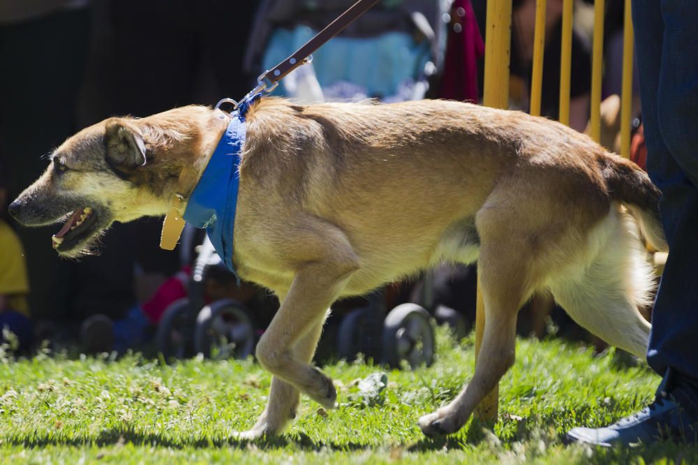 III Feria del Bienestar Animal en Valencia