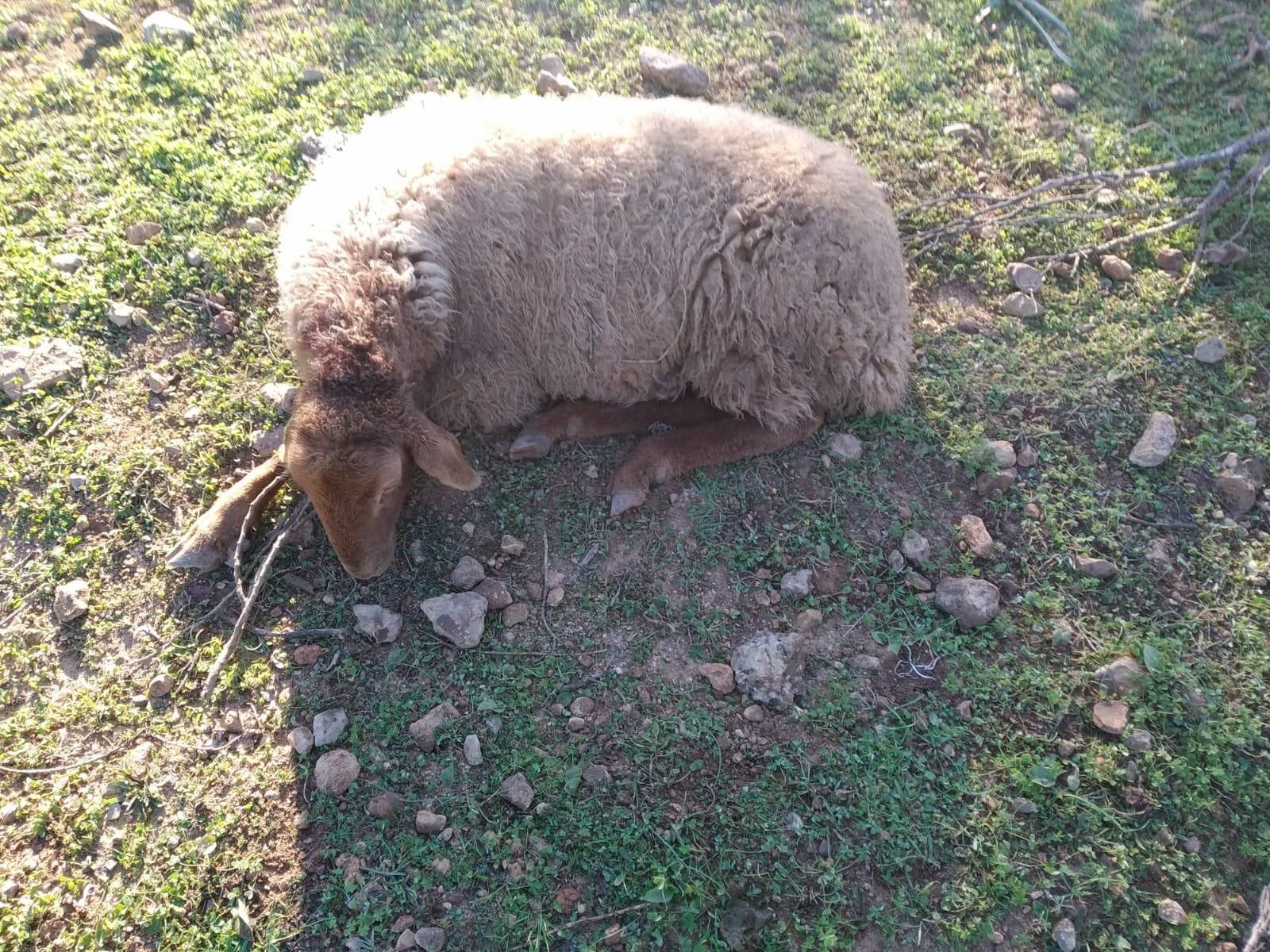 Tres perros matan a 60 ovejas embarazadas en Llucmajor