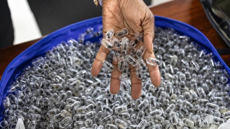 Hormigas exóticas a 200 euros cada una: desvelan una nueva forma de expolio ecológico