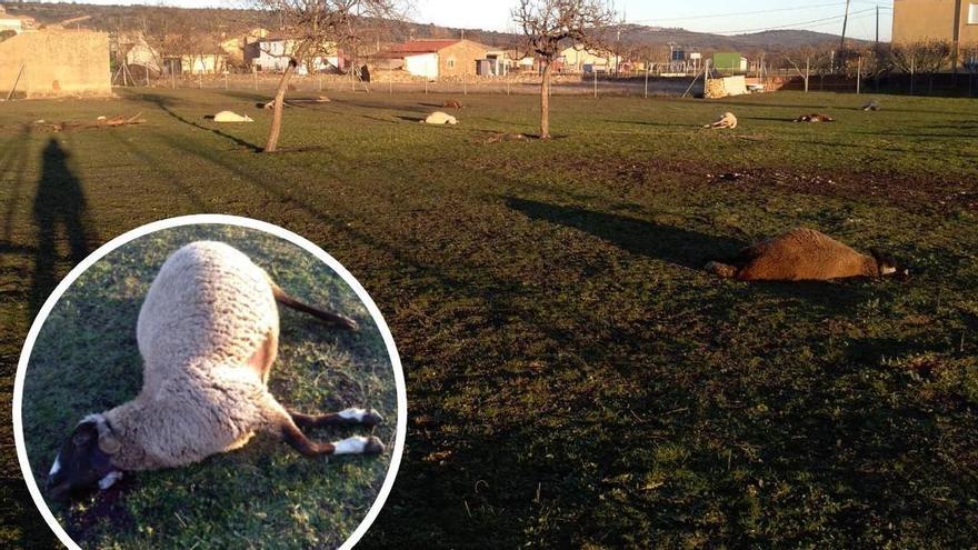 La desesperación de una ganadera zamorana ante un ataque de lobos: "Ay mi linda, pobrecica..."