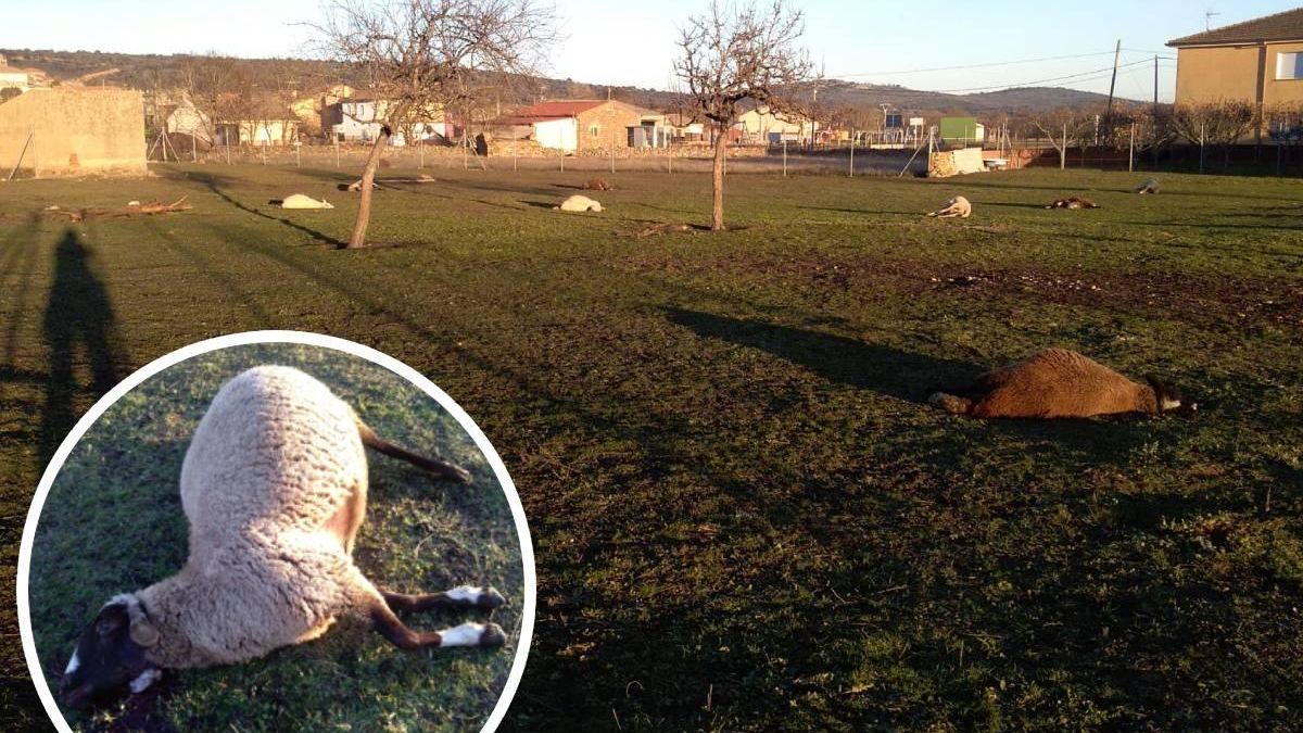 La desesperación de una ganadera zamorana ante un ataque de lobos: "Ay mi linda, pobrecica..."