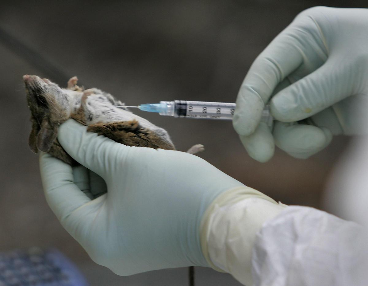 Archivo - Ratón positivo por hantavirus examinado en San Diego, EEUU (archivo)