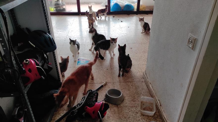 Rescatan a 15 gatos desnutridos y abandonados en una vivienda de Muchavista