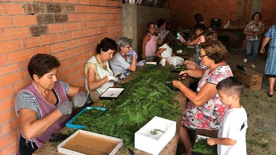 La alfombra de la Virgen del Portal cambia el mirto por la tulla