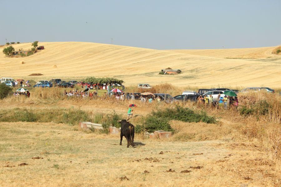 Fiestas en Zamora: Encierro en Argujillo