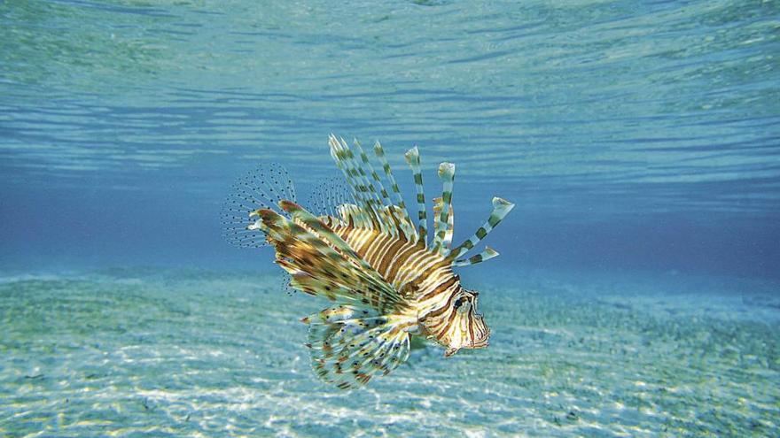 El temido pez león (Pterois antennata).