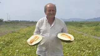 ¿Cómo comprar el mejor melón? Un melonero con 43 años de experiencia revela el secreto mejor guardado
