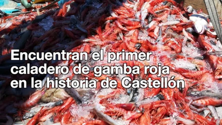 Los pescadores insisten en las ventajas y beneficios de poder pescar gamba roja en Castellón