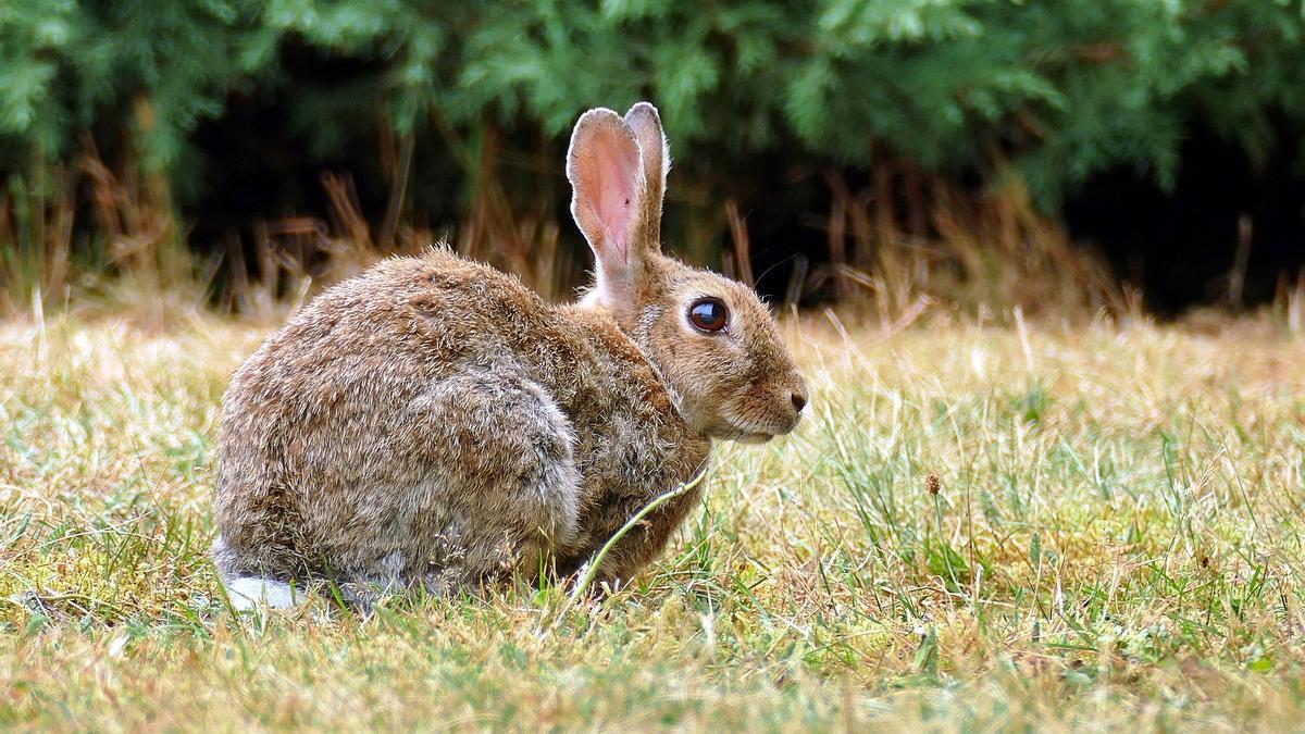 Ejemplar de conejo de monte.