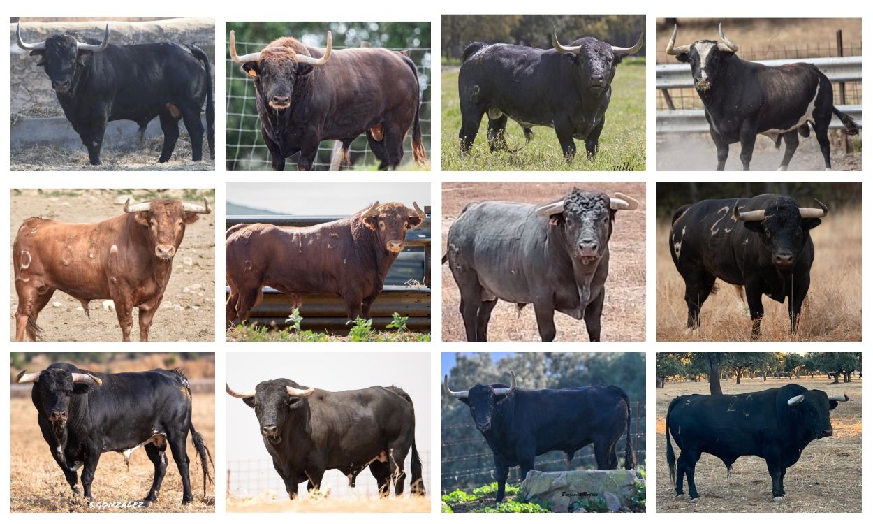 Las fotos de los 12 toros que exhibirá Almenara en sus fiestas patronales