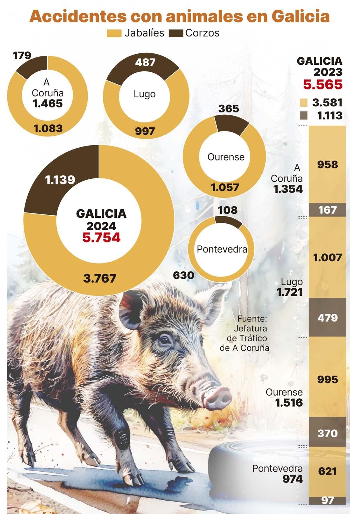 Los animales causan ya casi la mitad de todos los siniestros de tráfico en Galicia: 15 cada día