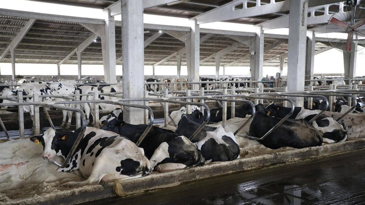 Una ganadería de leche en Trazo