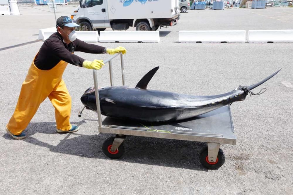 Un ibicenco captura un atún rojo de más de cien kilos