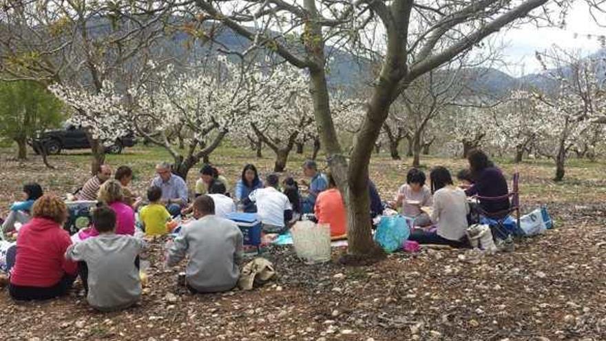 Un amplio grupo de turistas nipones cumplió en Alfarnate con la tradición que les lleva a almorzar descalzos bajo un cerezo en flor.