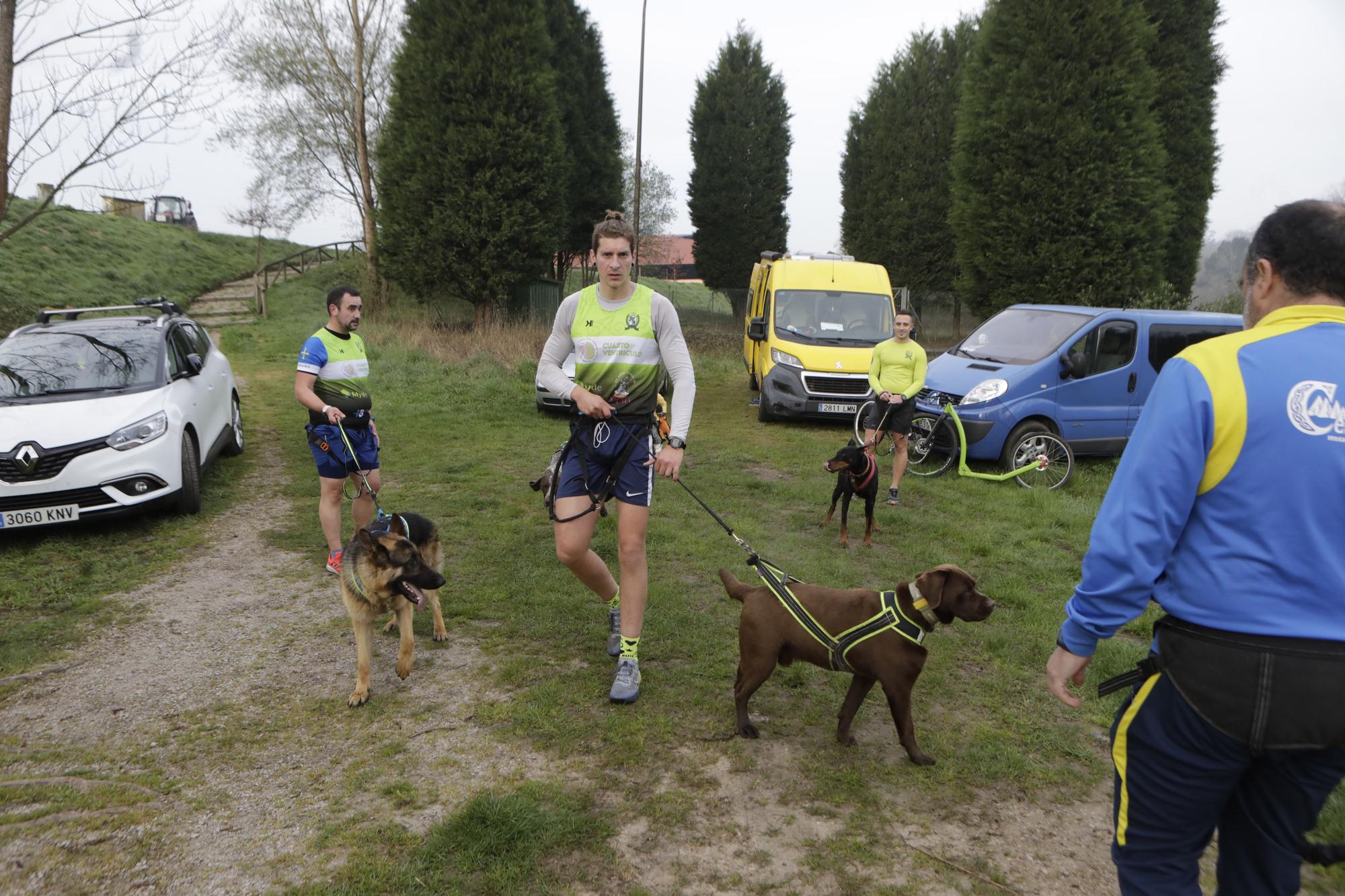 Los corredores del Celtastur de Llanera y sus perros preparan el Mundial en La Morgal: cuatro de sus integrantes estarán en la cita de Plédran (Francia)