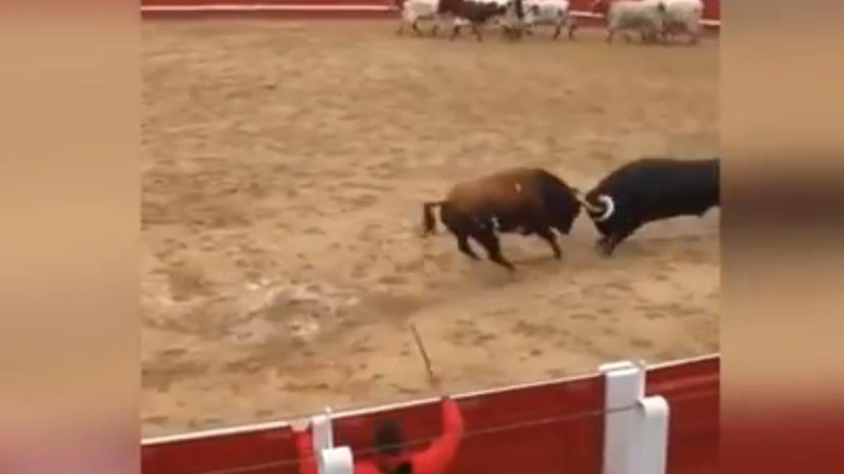 Dos toros mueren en Navarra tras golpearse en la cabeza