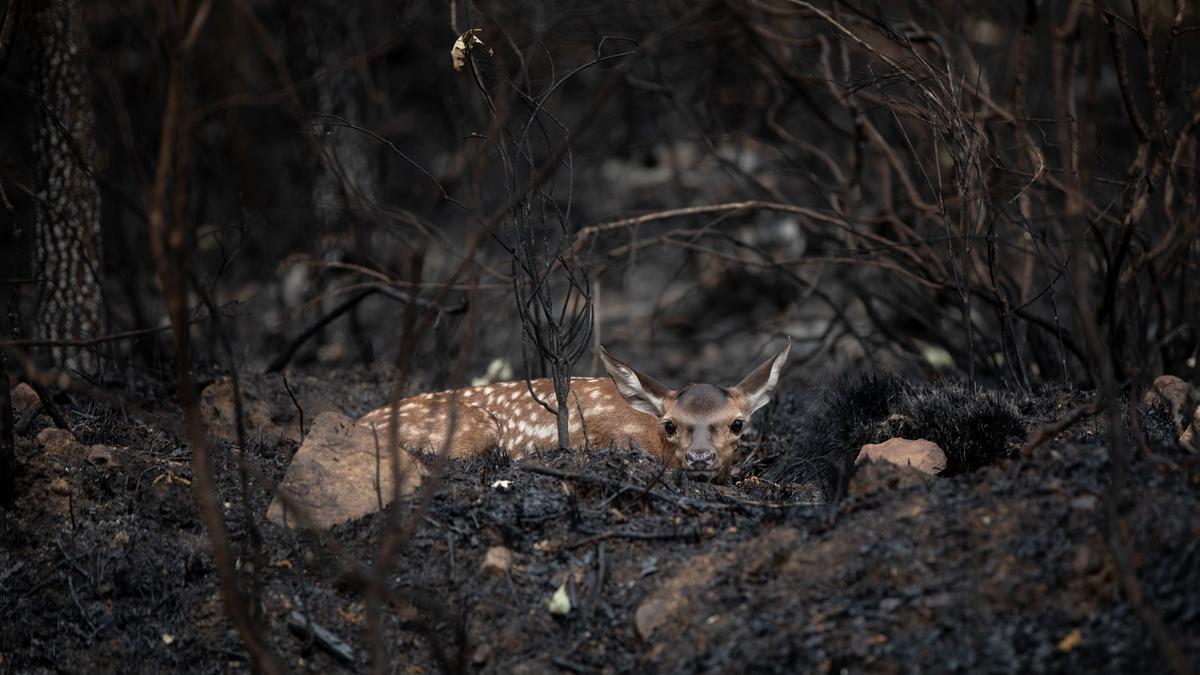 Un ciervo entre las cenizas tras el incendio sofocado de Zamora.