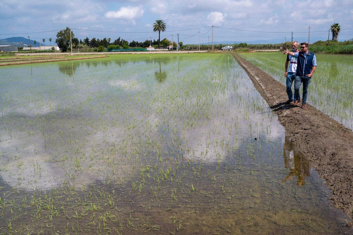 Cultivo de arroz de Albert Grasa frente al litoral, que se reconvertirá a cultivo multitrófico. Con el investigador Neil Ducan.