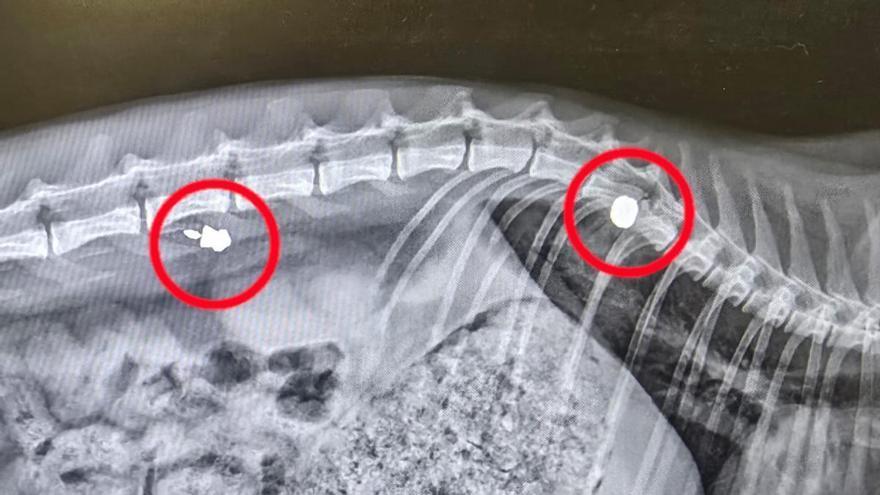 Dos asociaciones denuncian disparos a una gata en una calle de Sant Joan