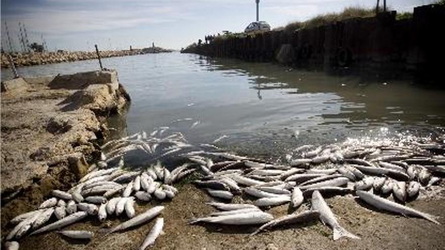 Vertido cercano a la depuradora de Pinedo que mató decenas de peces.