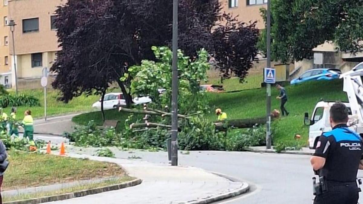 El árbol derribado en la calle Hermanos Pinzón.
